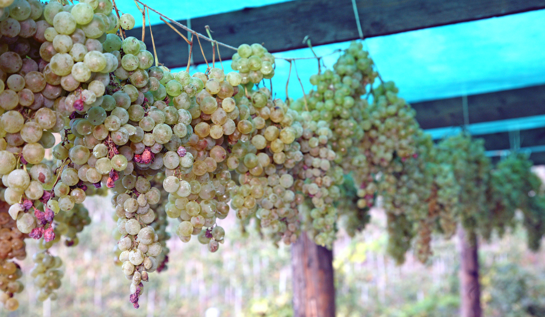 Falanghina grape